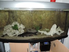 Aquarium 150 cm Komplett siehe Artikel Beschreibung gebogene Frontscheibe
