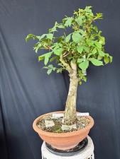 Kastanie Bonsai Prebonsai Rohling Rohware 163