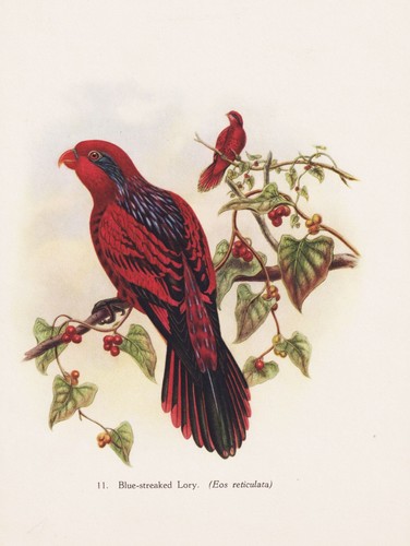 Lory eos reticulata lori - lory,