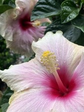 Hibiskus Weiß Rot Pink 1