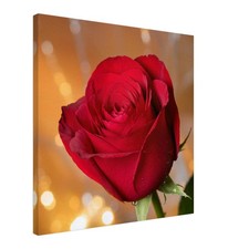 Wandbild Rote Rose in voller