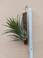 Tillandsia kolbii , mit