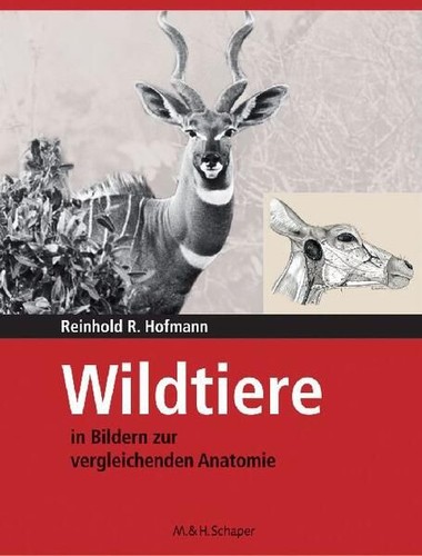 Wildtiere bildern zur - wildtiere,