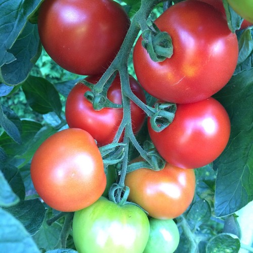 Moskwitsch rote tomate aus - moskwitsch,