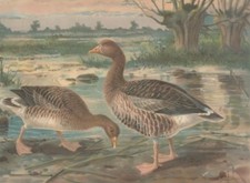 Graugans. Anser anser (L.)