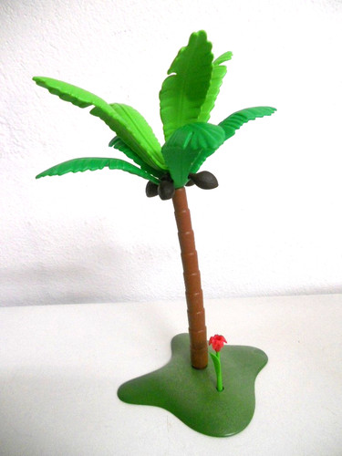 Palme kokosnusspalme kokosnuss - kokosnusspalme,