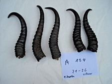 5 x Springbock Hörner Schläuche Krucken Krampus Maskenbau Geweih 21 -26 Cm A 124