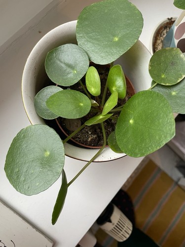 Pilea peperomioides ufopflanze - pilea,