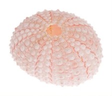 NaDeco Seeigel Gehäuse rosa