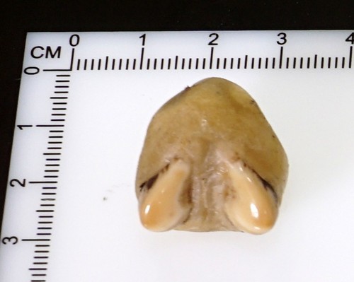 Schöne grandel hirschzahn - schöne,