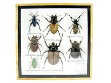 Einzelstück - echte