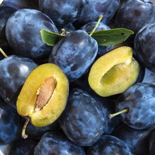 Pflaumenbaum Węgierka