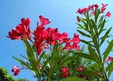 Oleander (Nerium oleander) ROT - Mediterranes Blütenfeuerwerk