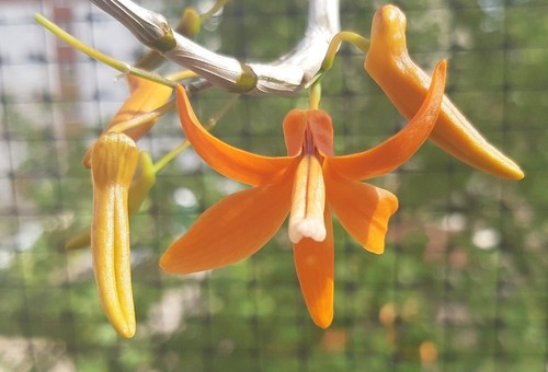 Dendrobium unicum orchidee - dendrobium,