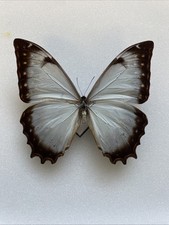 Entomologie*Morpho theseus