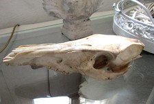 Wildschwein Schädel  ? Sau Eber Schädel Knochen Präparat Trophäe -Dekoration-