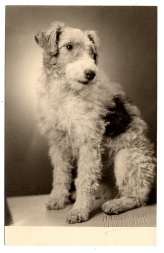 Foto foxterrier hund - foto,