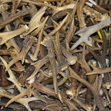 1Kg MIX Rehgeweih Gehörn Rehbockstange Abwurfstange Stangen Geweih Rehbock 