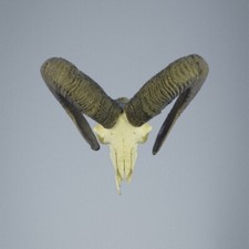 765MU Mufflon jagdtrophae, Wildschaf, Horn 72-71cm C.23cm DE 