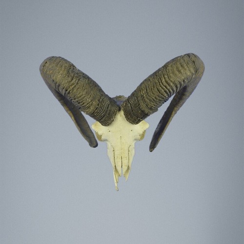 765mu mufflon jagdtrophae - 765mu,