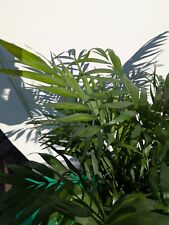 Chamaedorea elegans 100–130cm Bergpalme pflegeleichte luftreinigende Pflanze