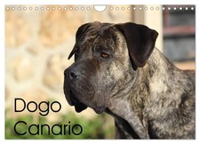 Dogo Canario (Wandkalender