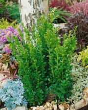 Buxus sempervirens 'Graham Blandy', Buchsbaum, säulenförmig, 100–125 cm