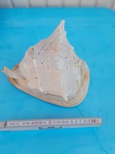 Riesen-Muschel Deko Cassis Cornuta Helmschnecke, ca 20cm