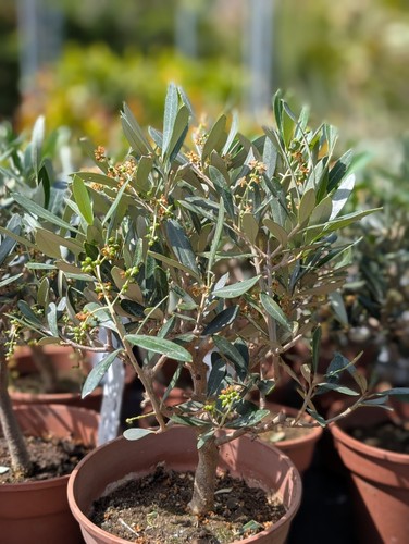 Olivenbaume stämmchen mit - olivenbaume,