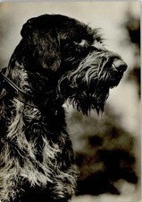 10143074 - Deutsch Drahthaar Hund