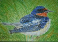 Schwalbenfarbbleistiftskizze