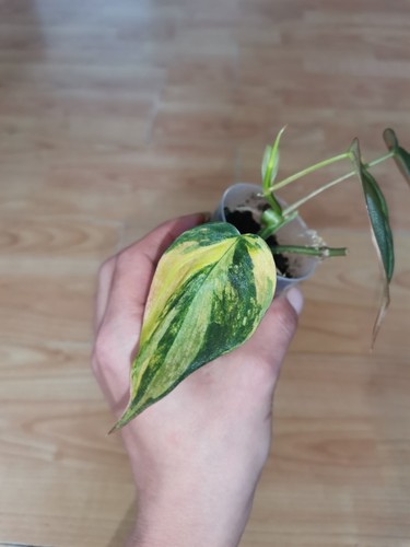 Philodendron micans variegata - micans,