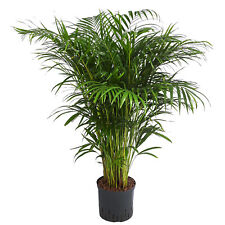 Goldfruchtpalme Zimmerpflanze Hydrokultur ca. 130/170 cm Ø Topf 22/25 cm, Dehner