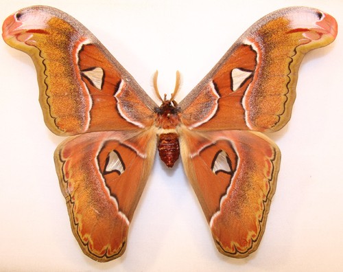 Attacus lorquini cm - lorquini,, 18
