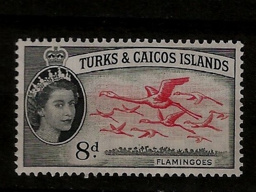 Vögel rosa flamingo turks - ,