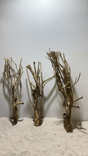 Talawa wurzel xxl 70cm - xxl, 60-70cm