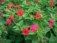 40 Samen Wunderblume Mirabilis