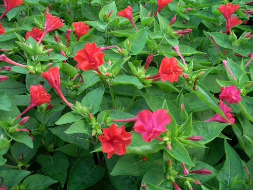 Samen wunderblume mirabilis - 40,