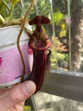 Nepenthes (veitchii x burbidgeae) x trusmadiensis