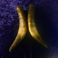 2 x  Kuhhörner Rinderhörner