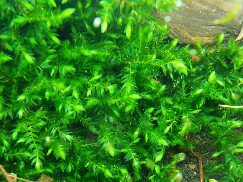Riesenquellmoos riesen - riesenquellmoos,