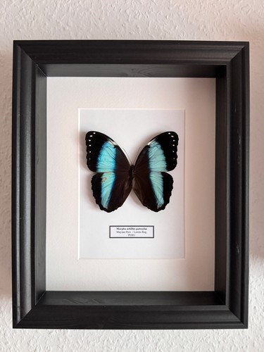 Echter exotischer morpho - echter,