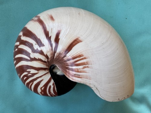 Große meeresmuschel nautilus - meeresmuschel,