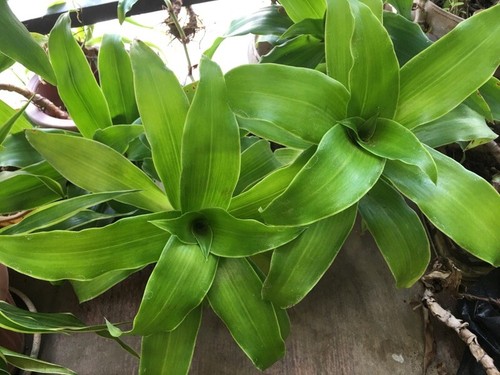 Cay luoc vang callisia - vang,