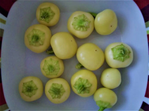 Weisse kirsche paprika - paprika, chili