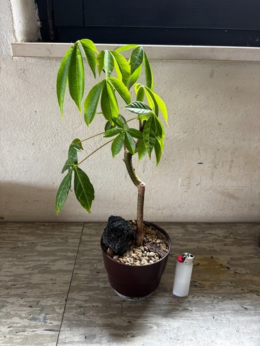 Ceiba pentandra - ceiba,