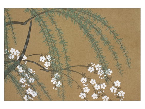 Kirschblüten botanisches - kirschblüten,