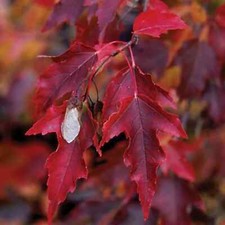 Feuer-Ahorn Feuerahorn Acer tataricum Samen auffällige Herbstfärbung Rarität