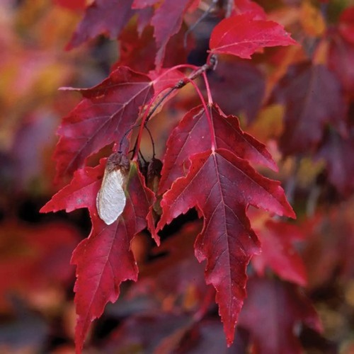 Feuer ahorn feuerahorn - feuerahorn, acer