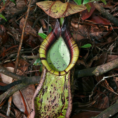 Raffles pitcher plant - raffles', pitcher-plant